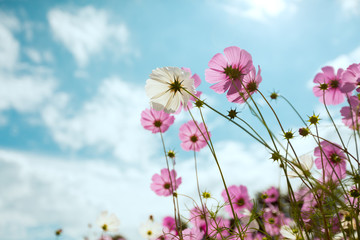 Wall Mural - cosmos flower blossom in garden
