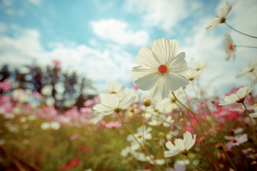 Sticker - Cosmos flower blossom in garden