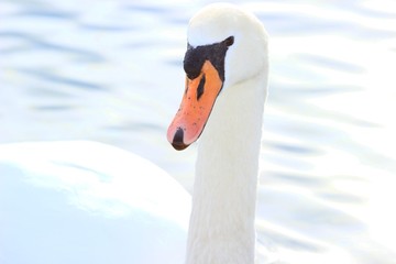 Wall Mural - Swan face