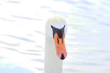 Wall Mural - Swan face