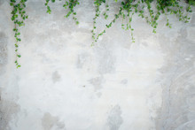 Concrete Wall With Ornamental Plants Or Ivy Or Garden Tree.