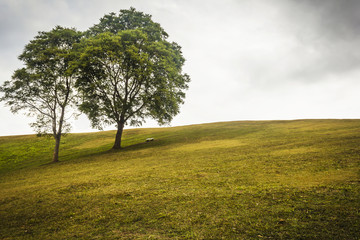 Couple trees on the green field and on a hill at Doi Samer Dao,