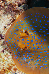 Spotted stingray close-up. Sipadan island. Celebes sea. Malaysia