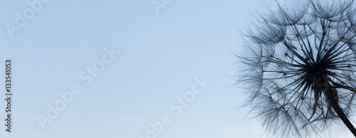 Fototeppich - Dandelion silhouette fluffy flower on blue sunset sky (von Chepko Danil)