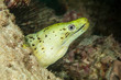 © Pitcher - Yellow moray. Sipadan island. Celebes sea. Malaysia.
