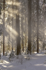 sunshine in the beautiful winter forest