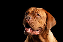 Close-up Portrait Dog Of Breed Dogue De Bordeaux With Opened Mouth And Looks Smile Isolated On Black Background, Front View