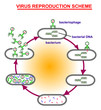 © zvitaliy79 - Virus reproduction scheme. Virus education info graphic.