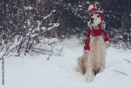 White Stylish Big Cute Dog With Bright Brown Spots And Long Hair