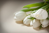 Fototapeta Tulipany - white tulips on white background