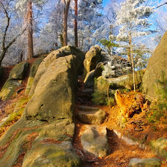 Canvas Print - Wanderweg im Elbsandsteingebirge - Hiking trail in the Elbe sandstone mountains