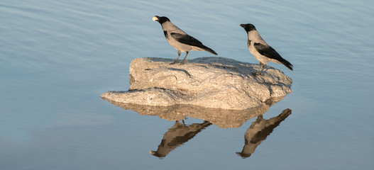 two crows on a stone