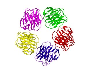 Wall Mural - Molecular structure of Serum amyloid P component, 3D rendering