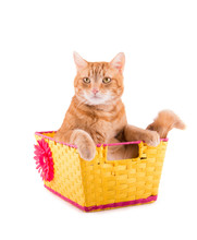 Orange Tabby Cat Sitting In A Yellow And Pink Basket With A Bummed Expression, On White