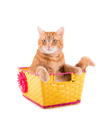 Orange tabby cat sitting in a yellow and pink basket with a bummed expression, on white