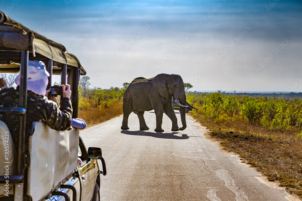 South Africa. Safari in Kruger National Park - African Elephants (Loxodonta africana) - obrazy, fototapety, plakaty 