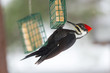 A Pileated woodpecker (Dryocopus pileatus), hangs upside down on a suet cage under the canopy of a feeder.
