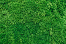 Green Moss For Background Texture, Decorated Wall