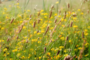 Canvas Print - Meadow grass on blurred nature background