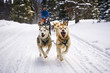 © goodmanphoto - dog sledding in the mountains