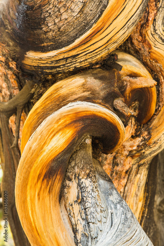 Fotografie, Obraz Close up of twisted bristlecone pine wood in the White Mountains