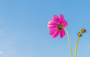 Wall Mural - Beautiful purple cosmos flower in garden with sunlight and blue