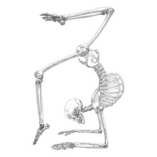 Human Bones Skeleton Drawing. Dancing Or Doing Gymnastic. With Arms, Legs, Skull. Sport Vector Illustration.