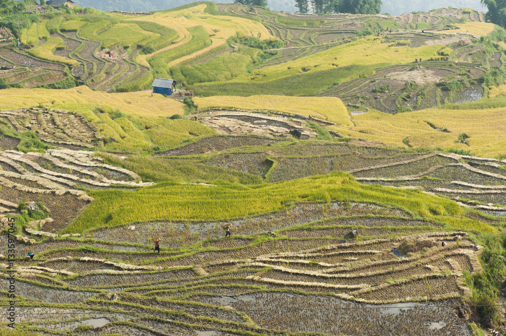 Heart Rice Paddy Vietnamese rice terraced paddy field in harvesting season. Terraced ...