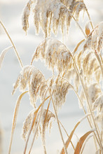The Stems Of Reeds Covered With Snow.