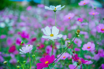 beautiful cosmos flowers