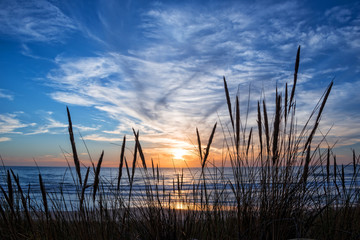 Wall Mural - Sunset on atlantic ocean, beach grass silhouette in Lacanau France