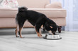 Cute little Shiba Inu dog eating from bowl on floor