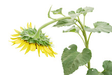 Withered Sunflower On Isolated Background