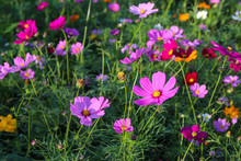 Pink Cosmos Flowers In The Garden, (Cosmos Bipinnatus)  