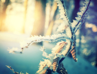 winter background, frosty forest. texture of the snow at sunset. snow on the  branches . instagram filter. retro and vintage effect. soft light effect. use as background.