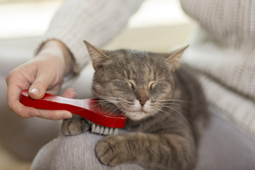 Wall Mural - Brushing the cat