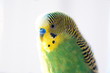 © lusyaya - Green budgerigar parrot close up head portrait on blurred background