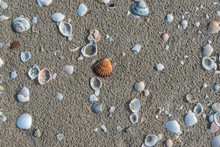 Shells Scattered On The Wet Beach Sand Of Acco
