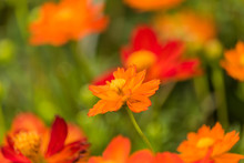 Orange Cosmos Flower In The Field With Green Background.