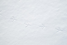 Bird Tracks In Snow In Winter