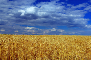 Sticker - wheat and blue sky