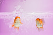 love concept, Goldfish blew bubbles into heart shapes in pink water.