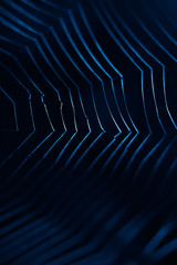 Wall Mural - spider web