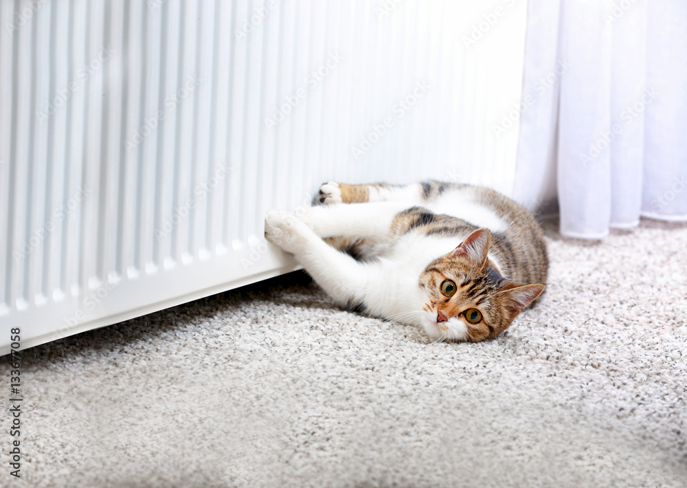 Cute cat lying on carpet near radiator at home
