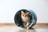 Fototapeta Koty - Cute funny cat playing at home