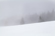 coniferous forest in fog and snow