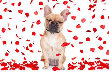 Poster - valentines day dog crazy in love