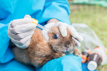 The Veterinarian Using Eye Drops For Treatment A Rabbit