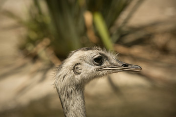 rhea bird in south africa, cape town