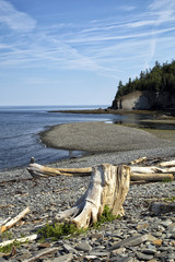 Wood on beach in Gaspesie